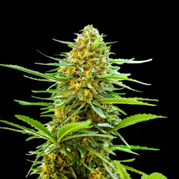 Насіння коноплі Auto Banana Punch Feminised Gold